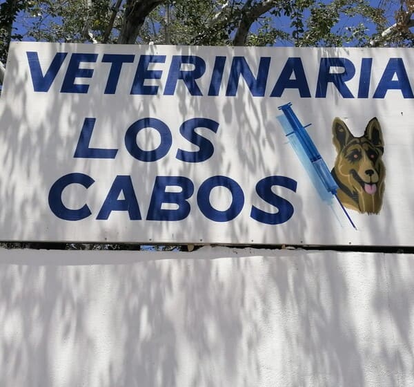 Veterinaria Los Cabos Veterinaria Los Cabos