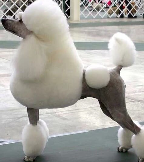 Pet Grooming profesional