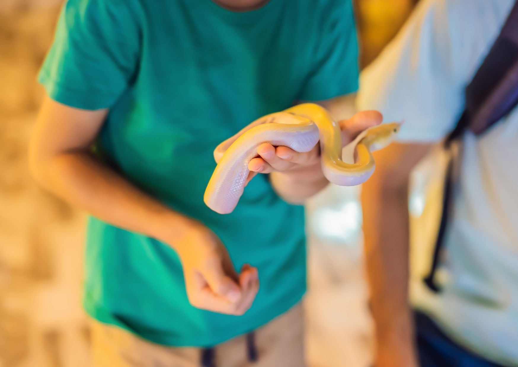 Serpientes pequeñas no venenosas para mascota 